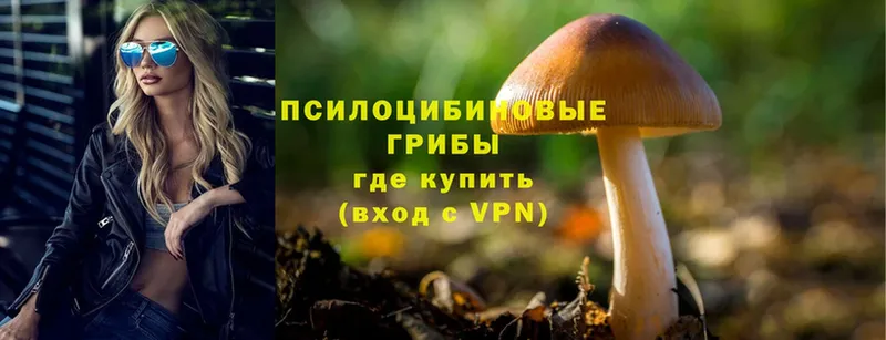 Галлюциногенные грибы Cubensis  Ноябрьск 